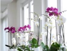 Сонник: к чему снятся цветущие орхидеи?
