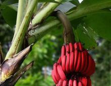 Почему бананы красные — фото