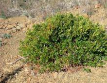 Myrtle: beneficial properties and harm, use and cultivation at home Variegated myrtle