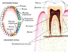 How food is broken down in the human oral cavity: saliva enzymes and stages of digestion