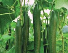 Growing cucumbers in greenhouses all year round as a business