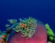 Coral polyps class - general characteristics