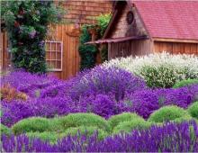 Fragrant lavender: useful properties and recipes for home use