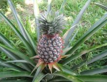 How fast does a pineapple grow? How do pineapples grow