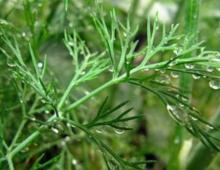 Dill.  My Growing Experience.  Dill and fennel: how do plants differ, what are their features?  Dill in cooking