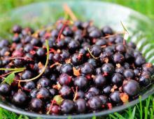 Çfarë është e dobishme rrush pa fara e zezë
