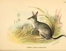 Species: Macrotis leucura = Lesser rabbit bandicoot