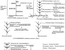 Riprodhimi dhe fekondimi në bimë Klasa Gymnospermae - gjimnosperma, për shembull halorë, cikadë, yew, xhinko